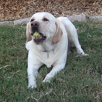 Duke